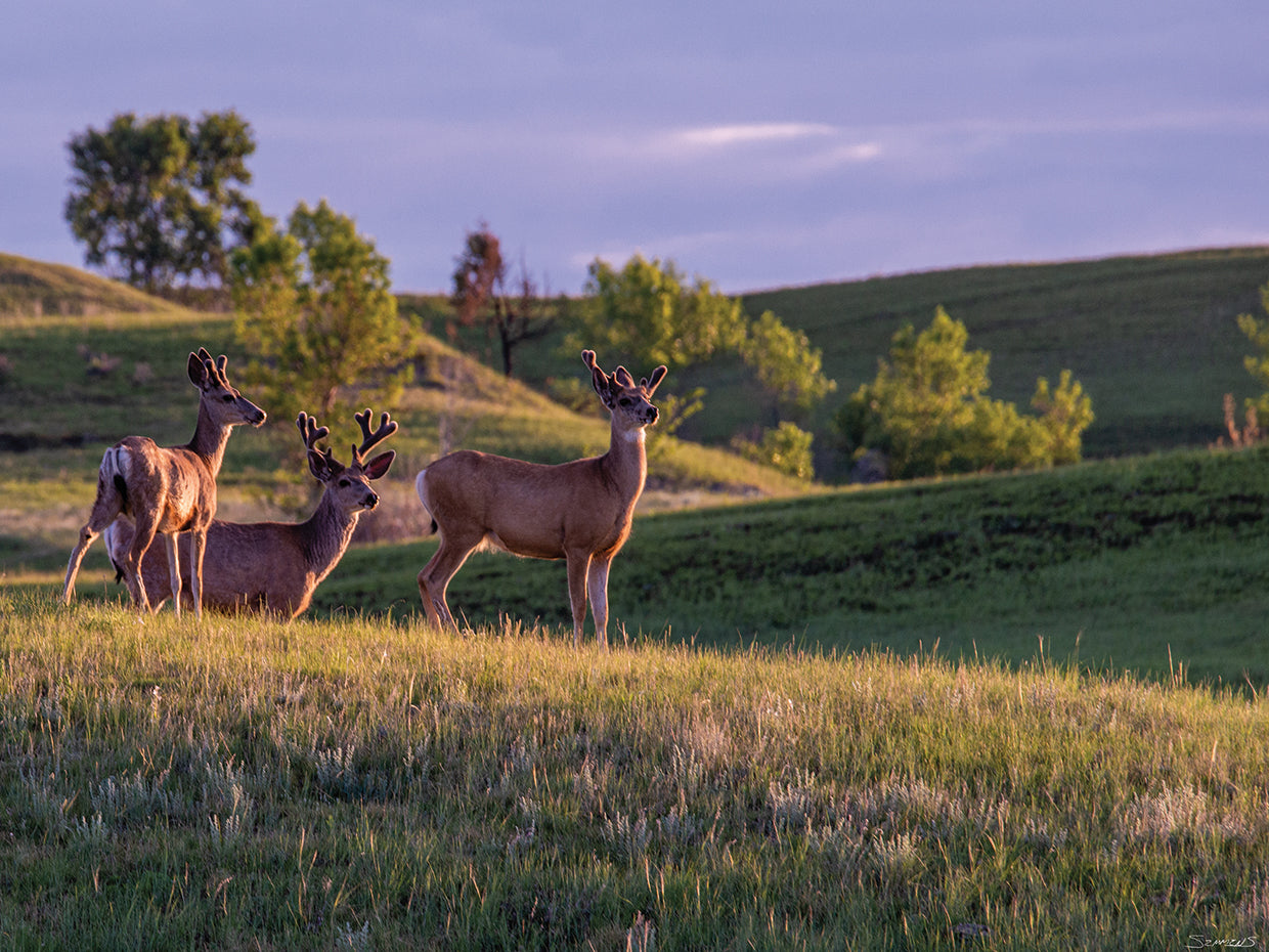 Enter the Badlands # 1