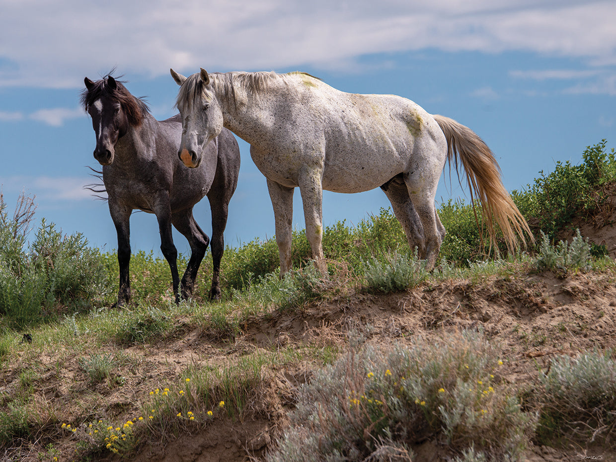 Enter the Badlands # 2