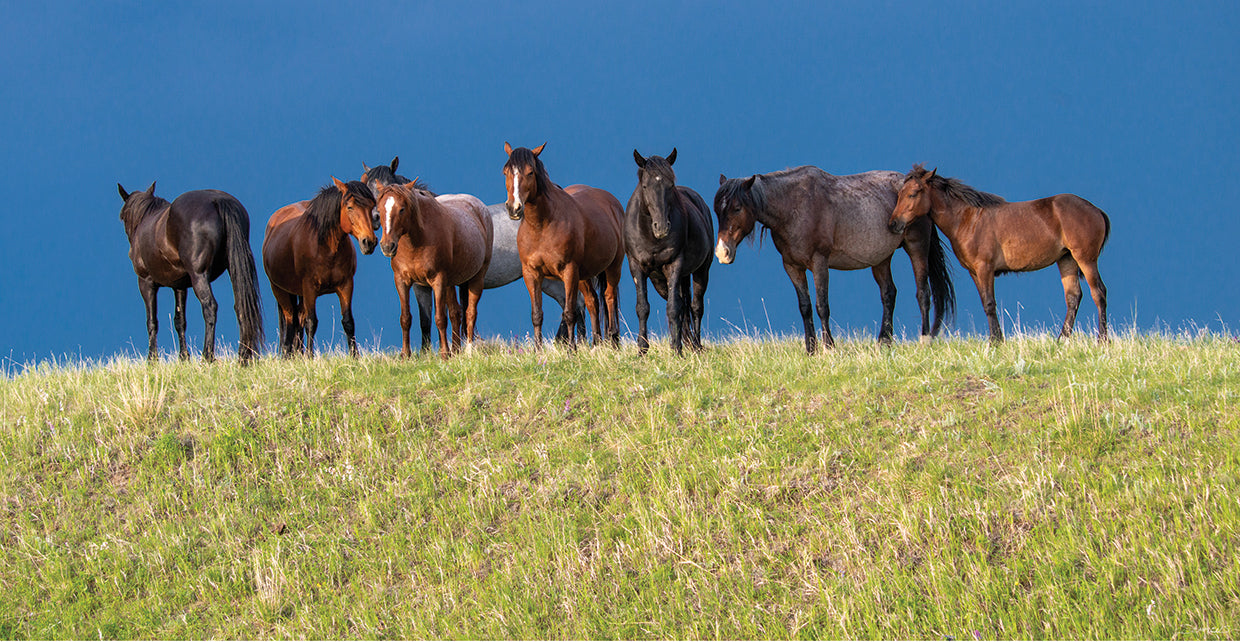 Enter the Badlands Horses