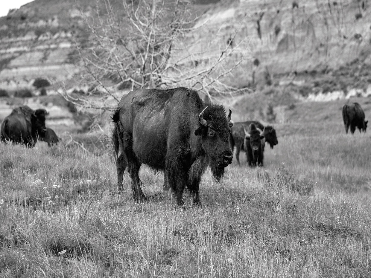 Enter the Badlands B&W # 2