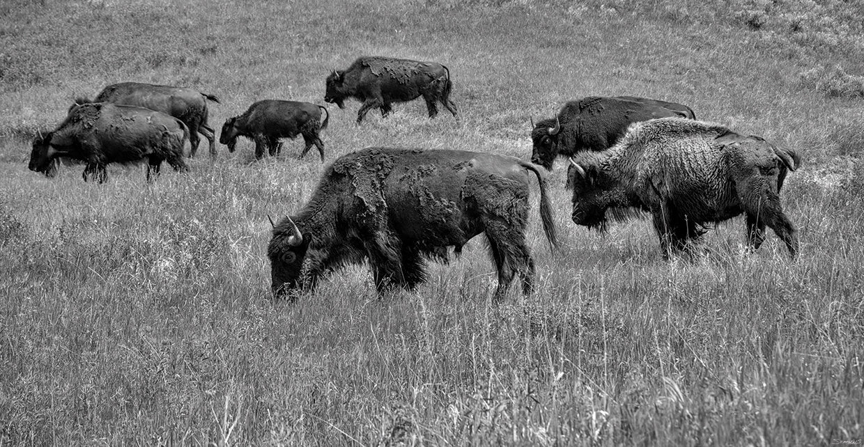 Enter the Badlands Buffalo B&W # 2