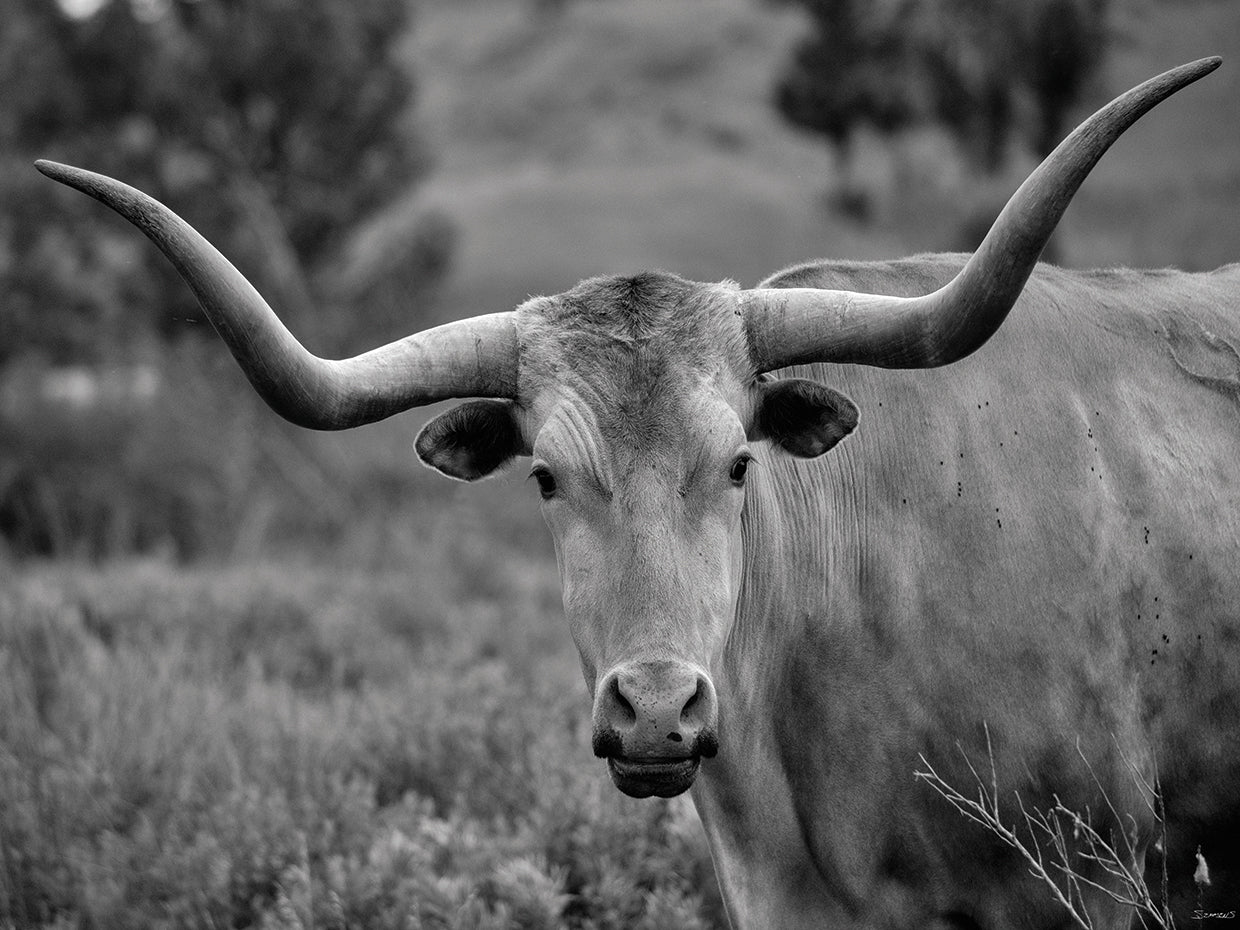 Enter the Badlands B&W # 4