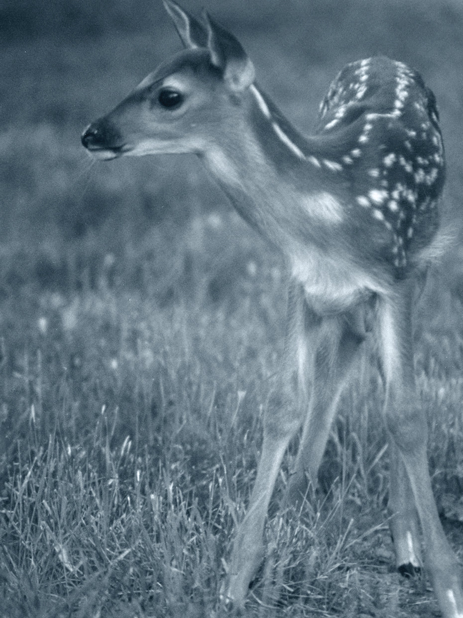Fawn 3