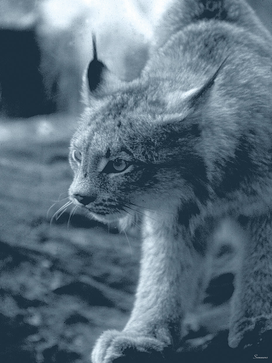 Lynx