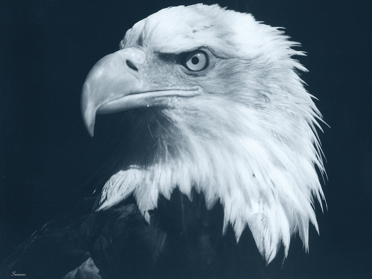 Bald Eagle 3