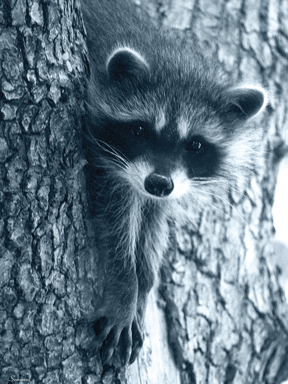 Raccoon 3