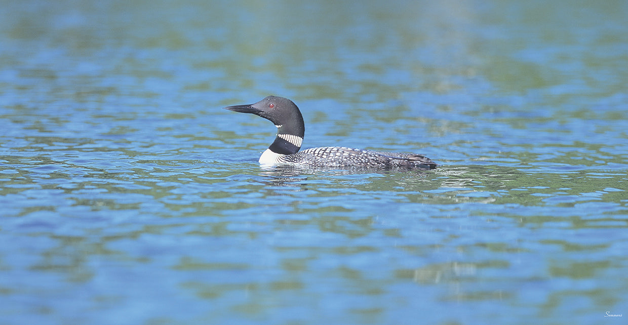 Common Loon 7