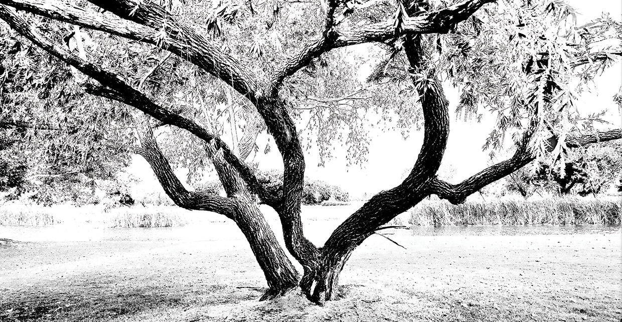 The Beauty Of Graceful Limbs