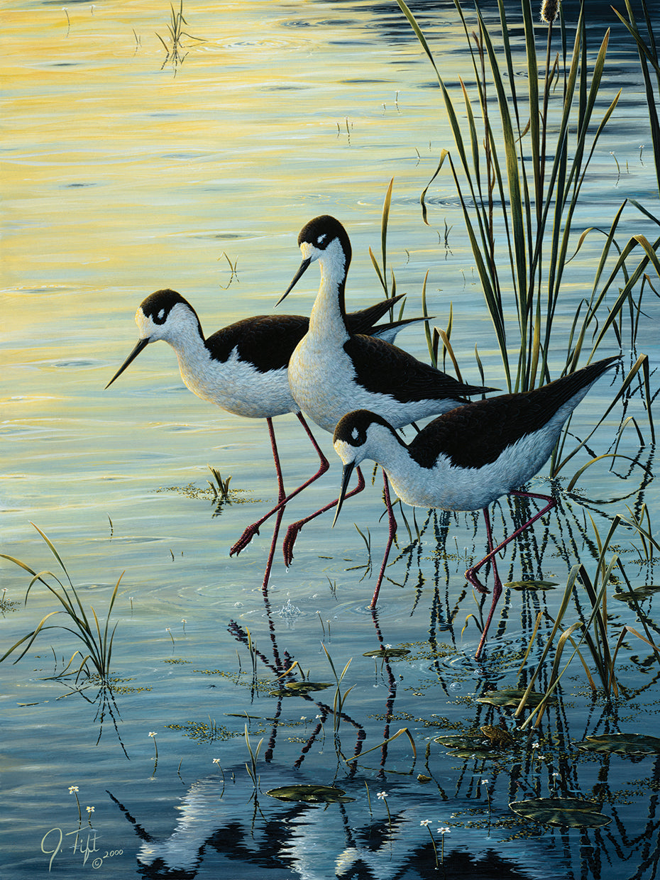 Elegant Trio - Blacknecked Stilts
