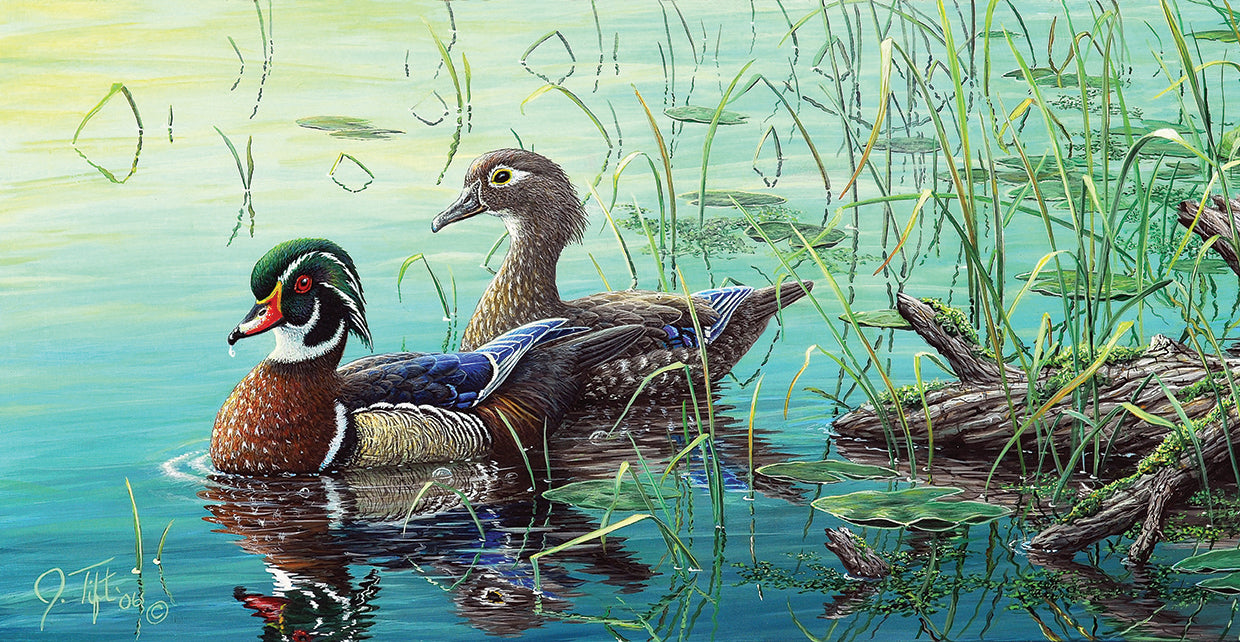 Wood Ducks