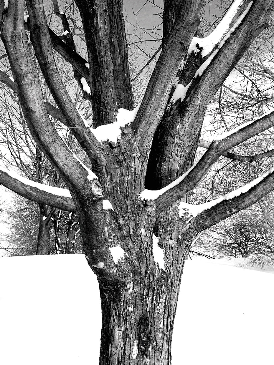 Snow on Tree