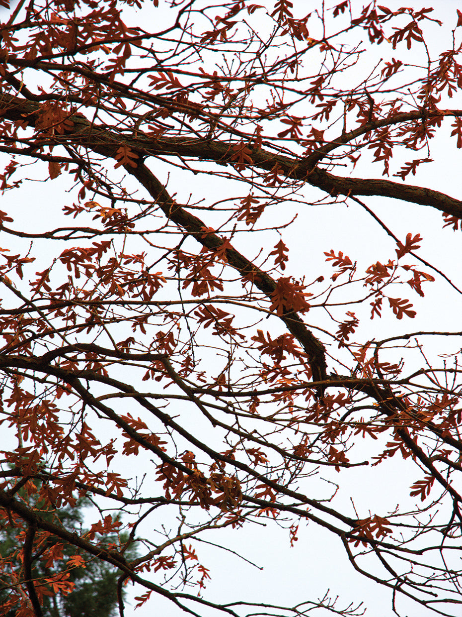 Branches on Autumn