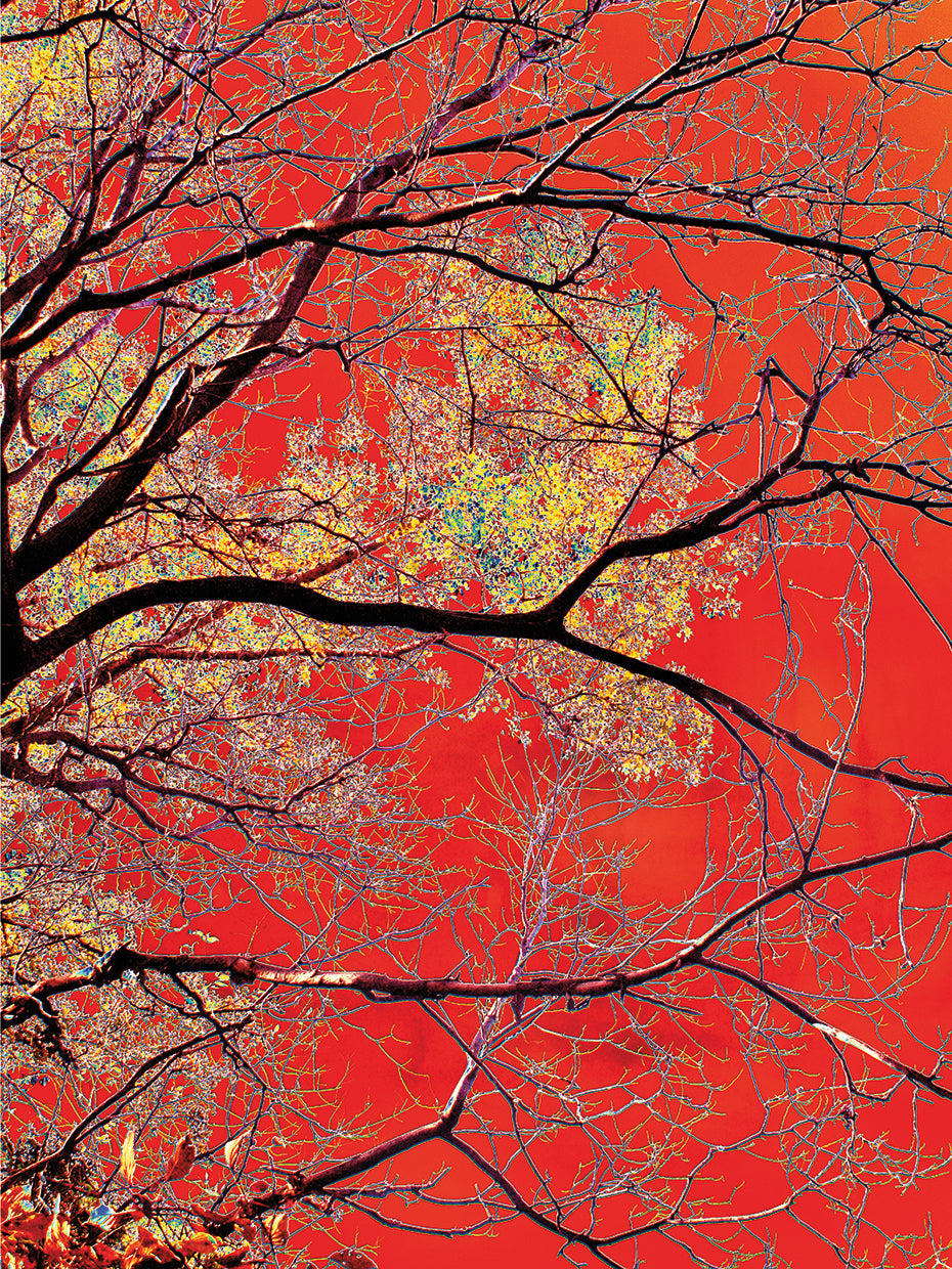 Branches Over Red Background by The Lieberman Collection colorful fall landscape tree fine art photo printed on canvas or framed canvas