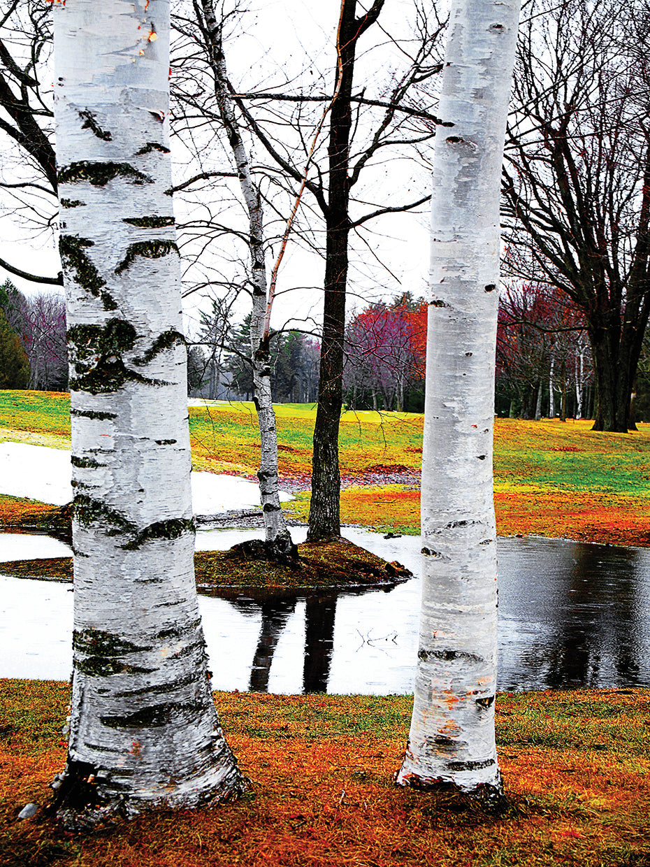 White Trees on Park