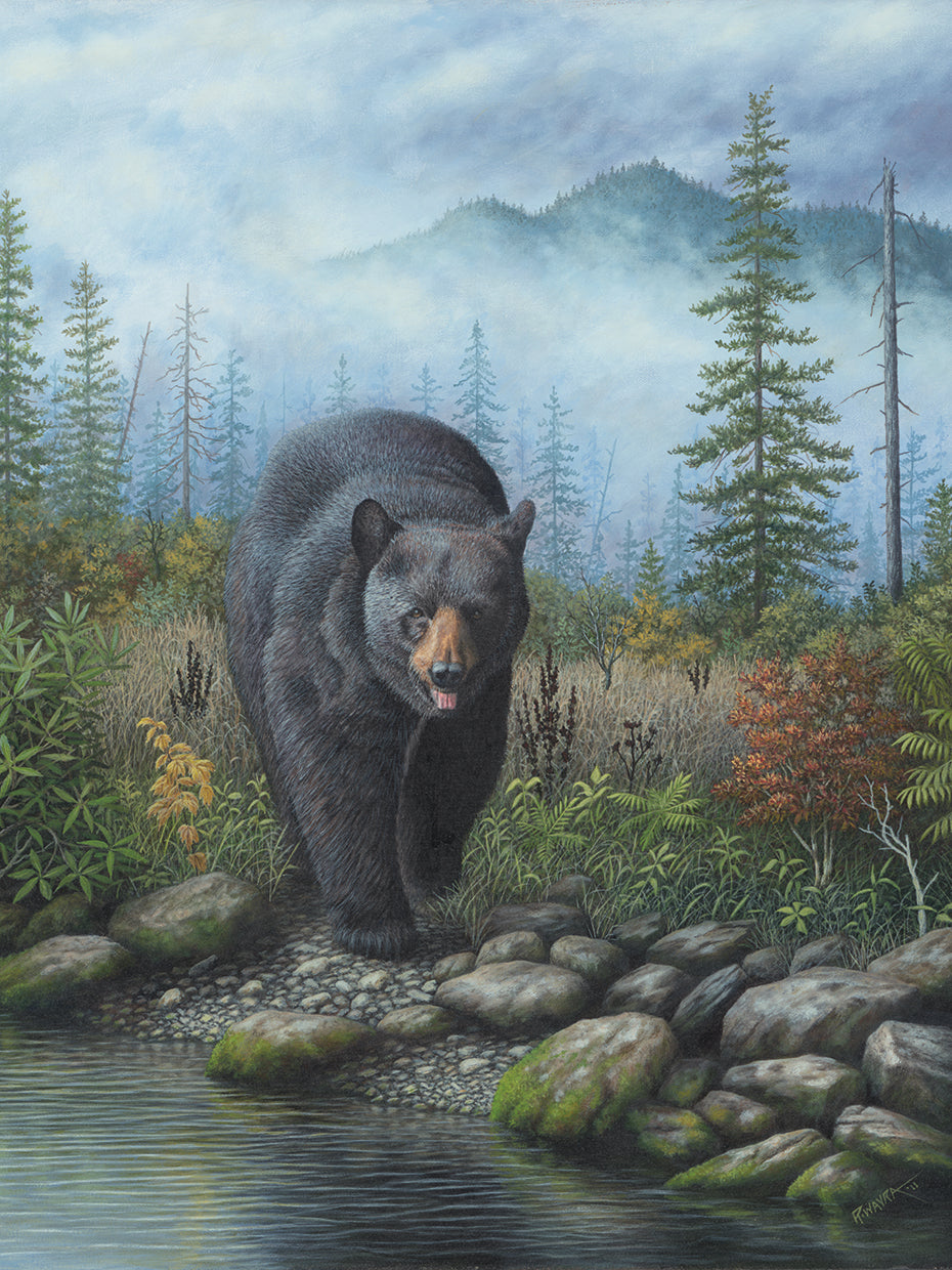 Smoky Mountain Black Bear