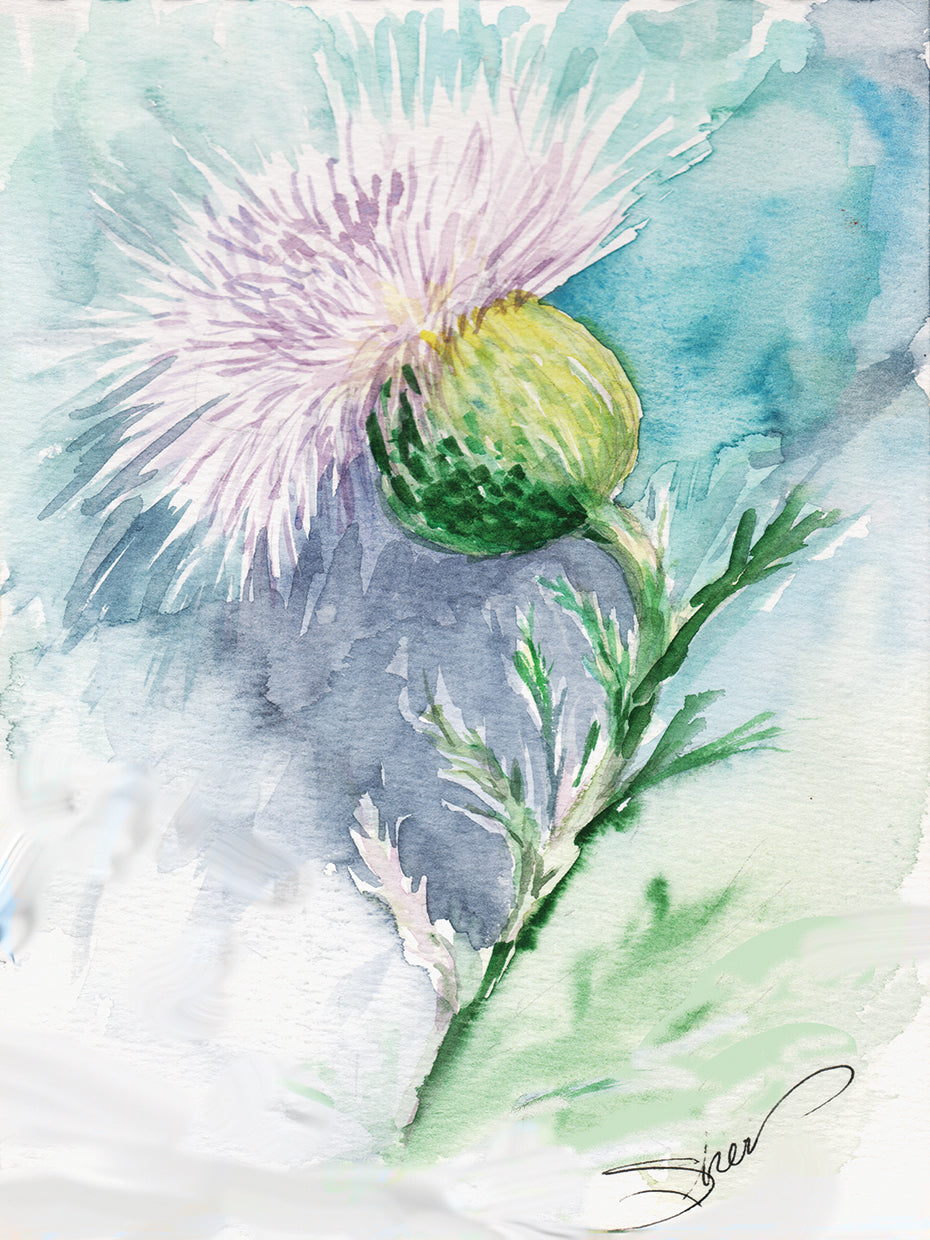 Thistle Watercolor Sketch