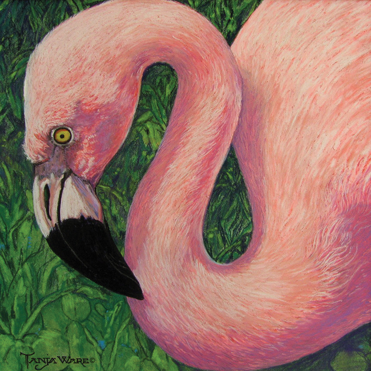 Flamboyant Flamingo