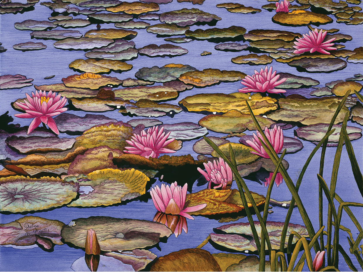 Water Lilies