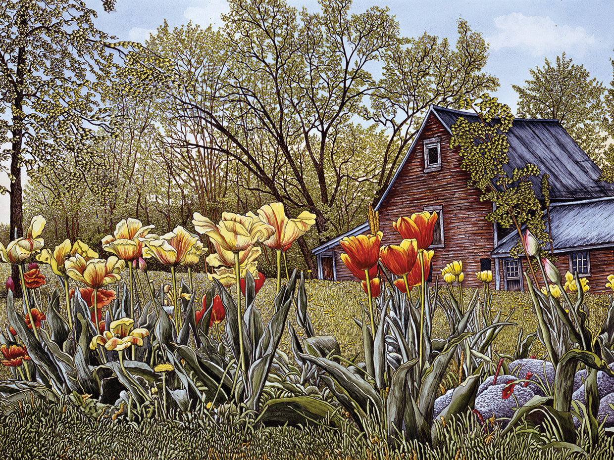 Tulips In New Hampshire