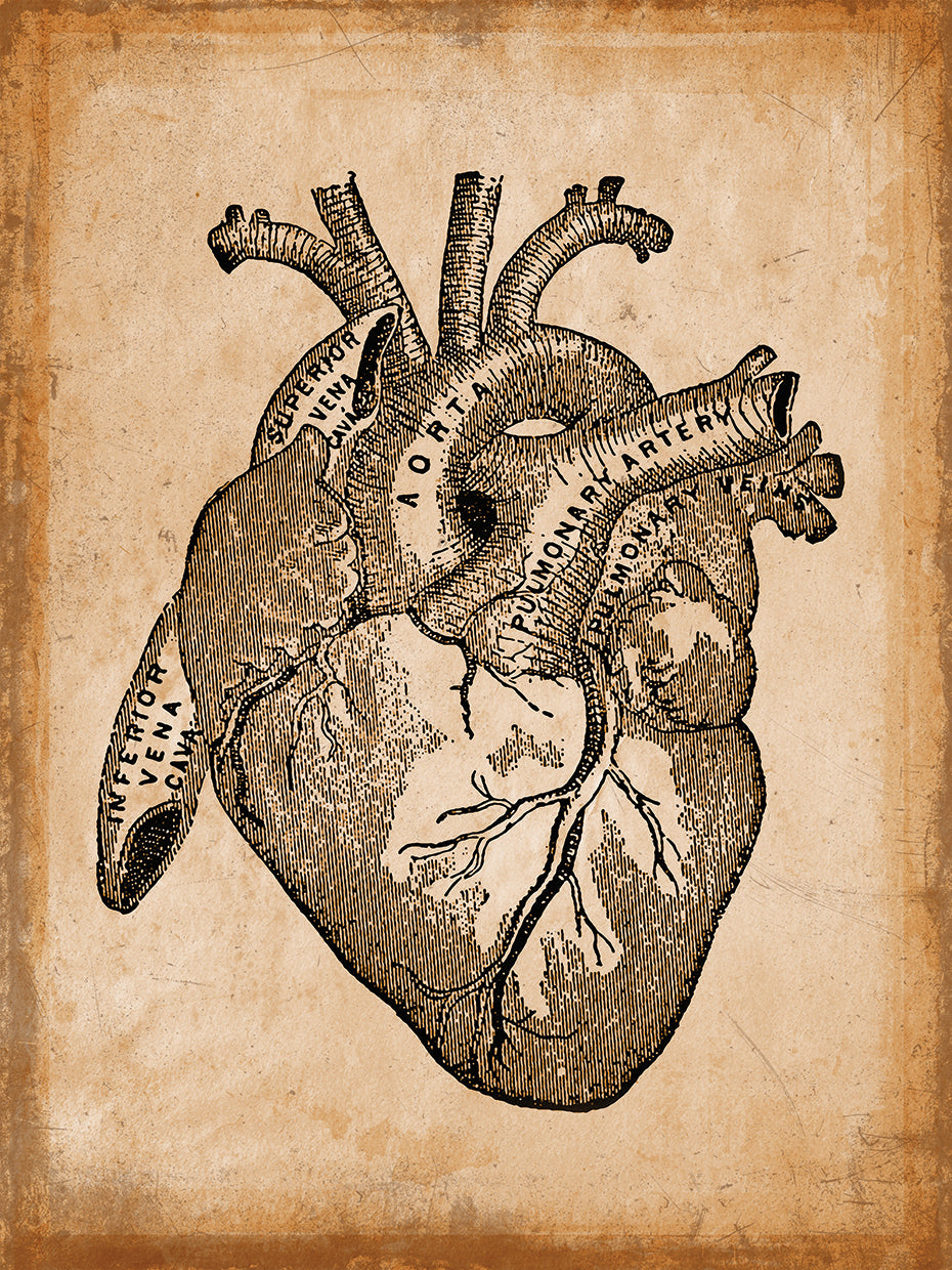 Anatomía 008 Lienzo
