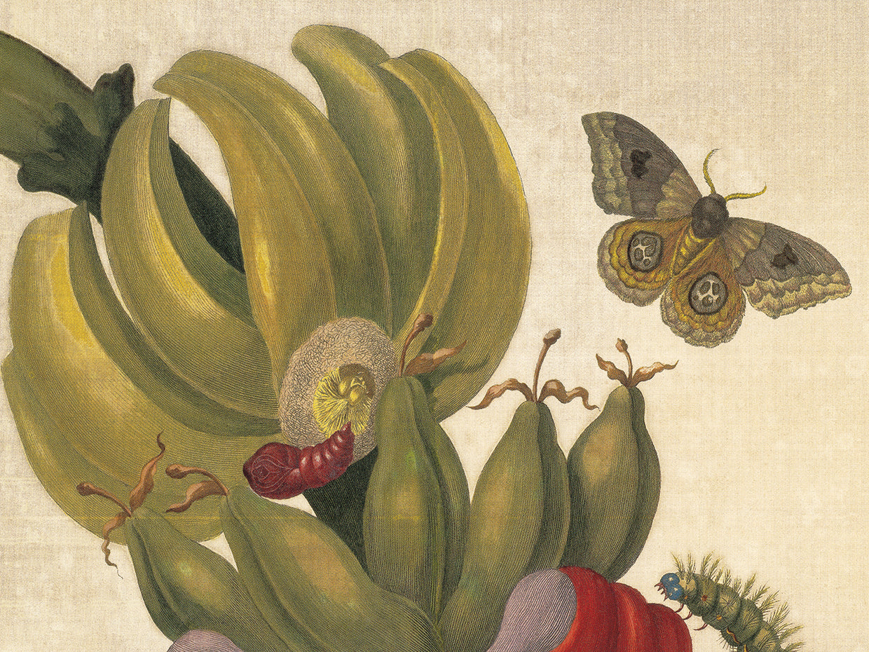 Maria Sibylla Merian 001