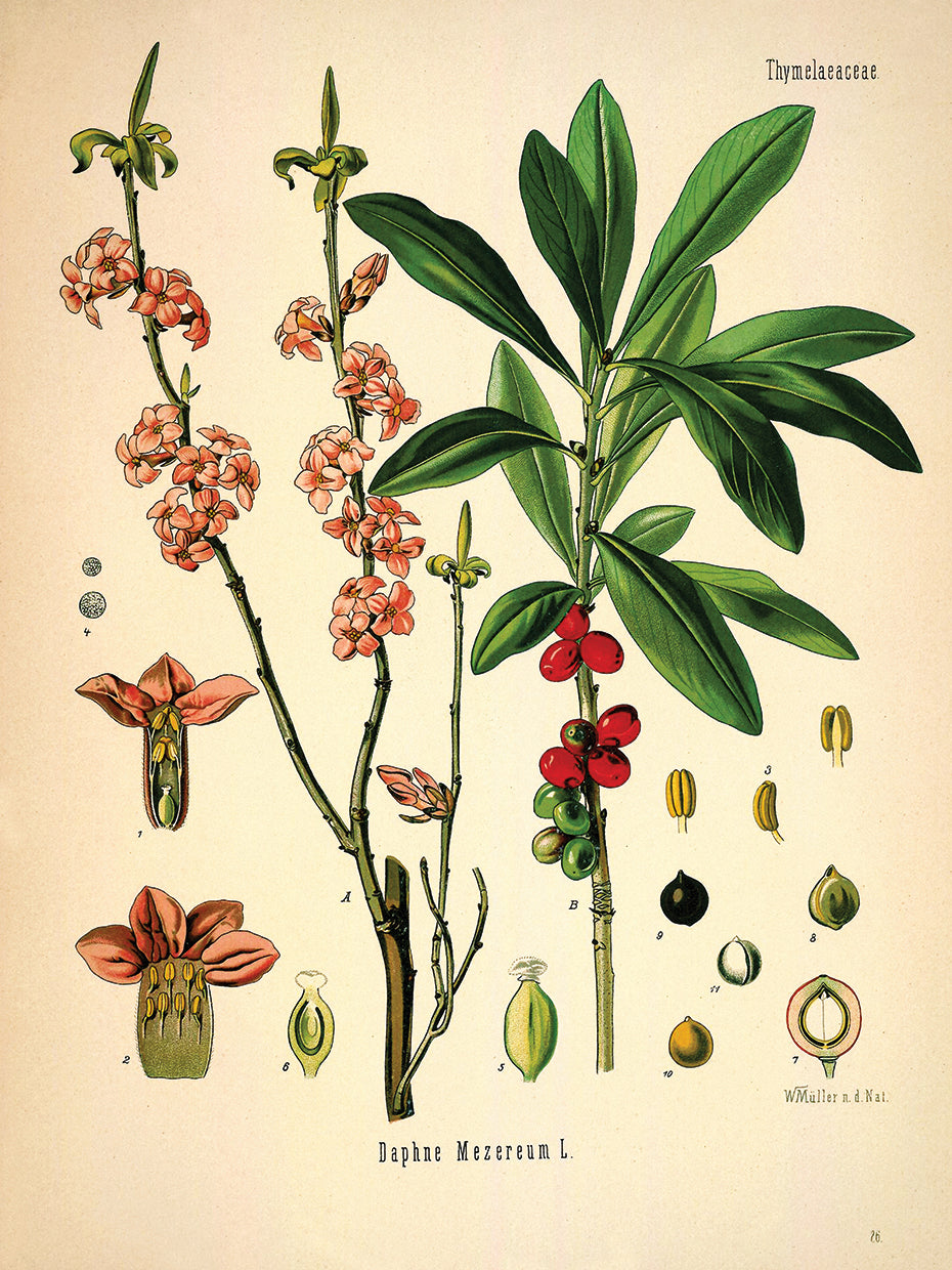 Thymelaeaceae