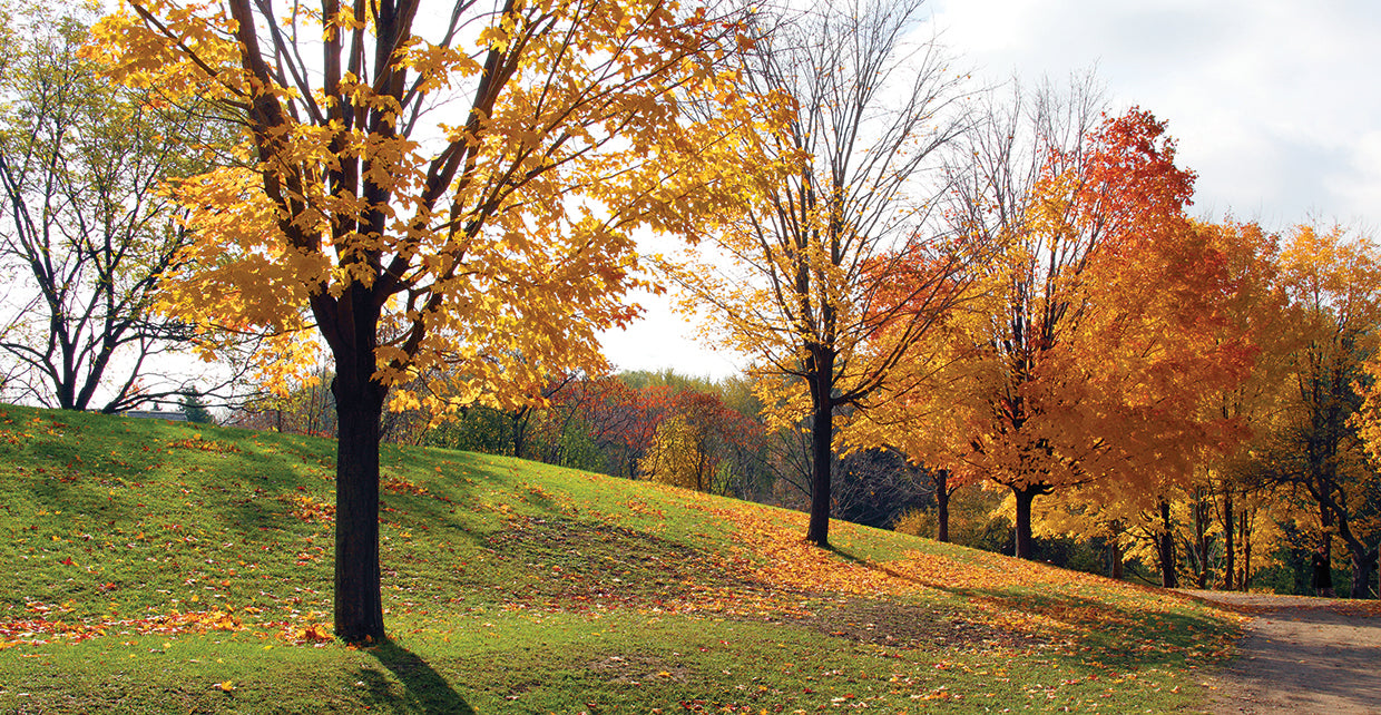 Sunlight And Shadows