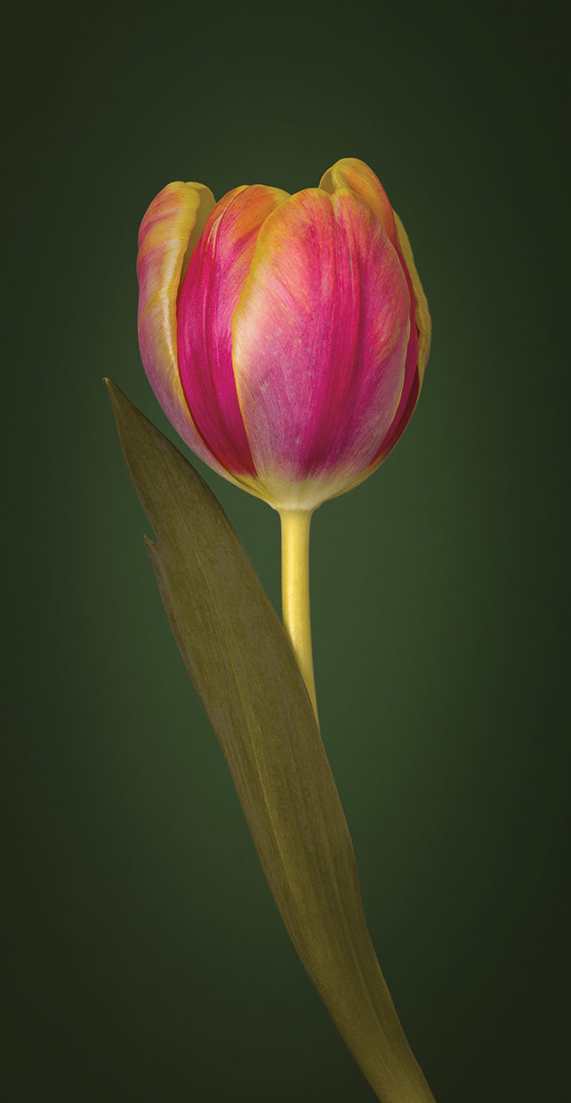 Single Tulip 007