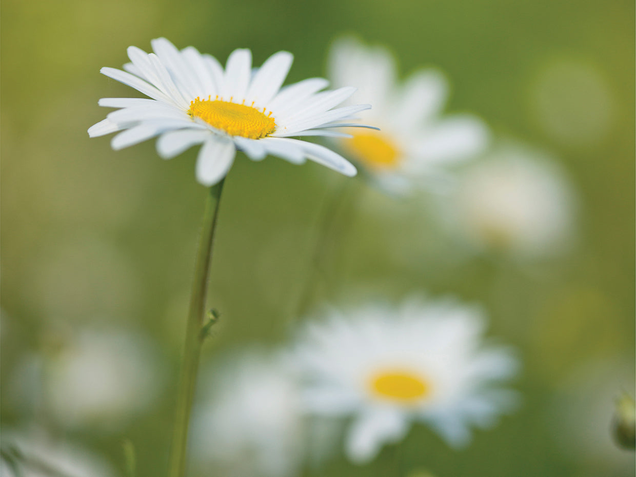 Daisies 055