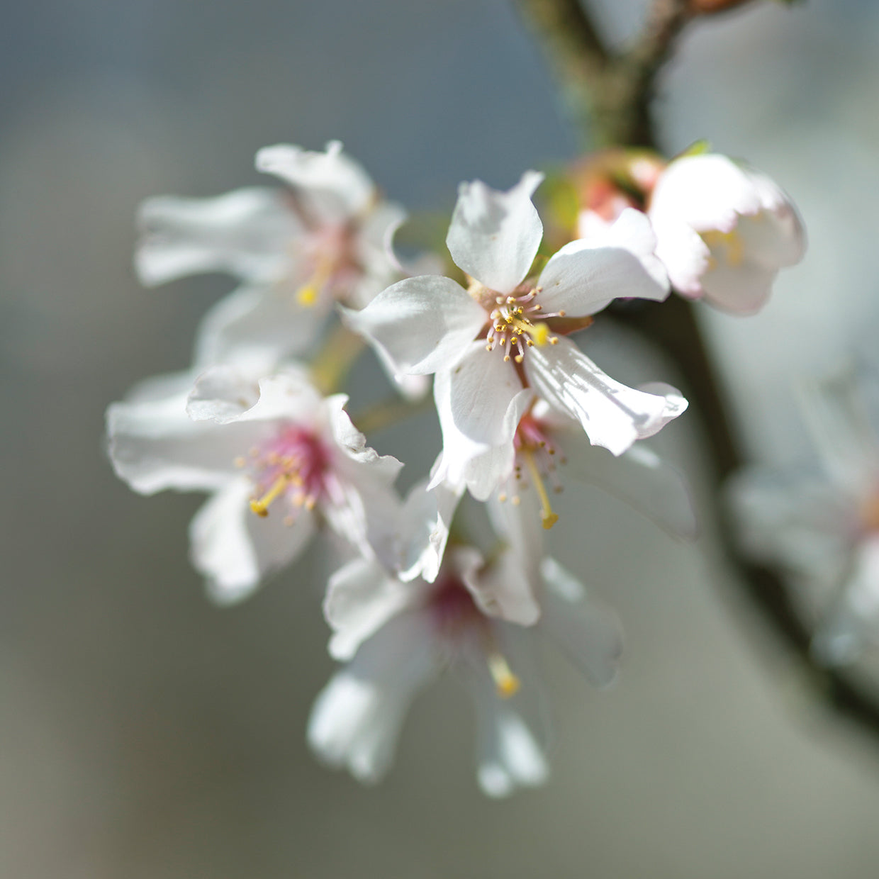Blossom 017