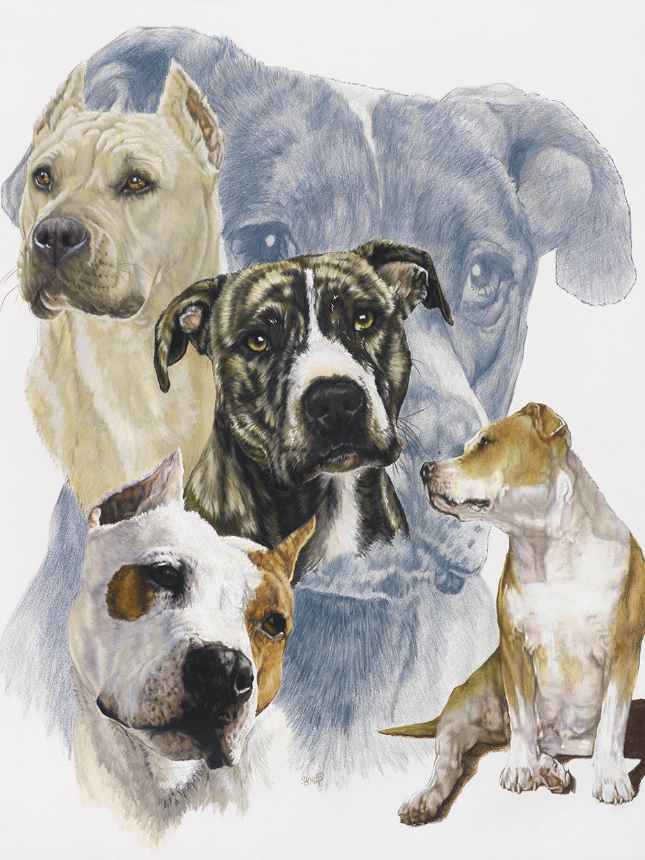 American Staffordshire Terrier