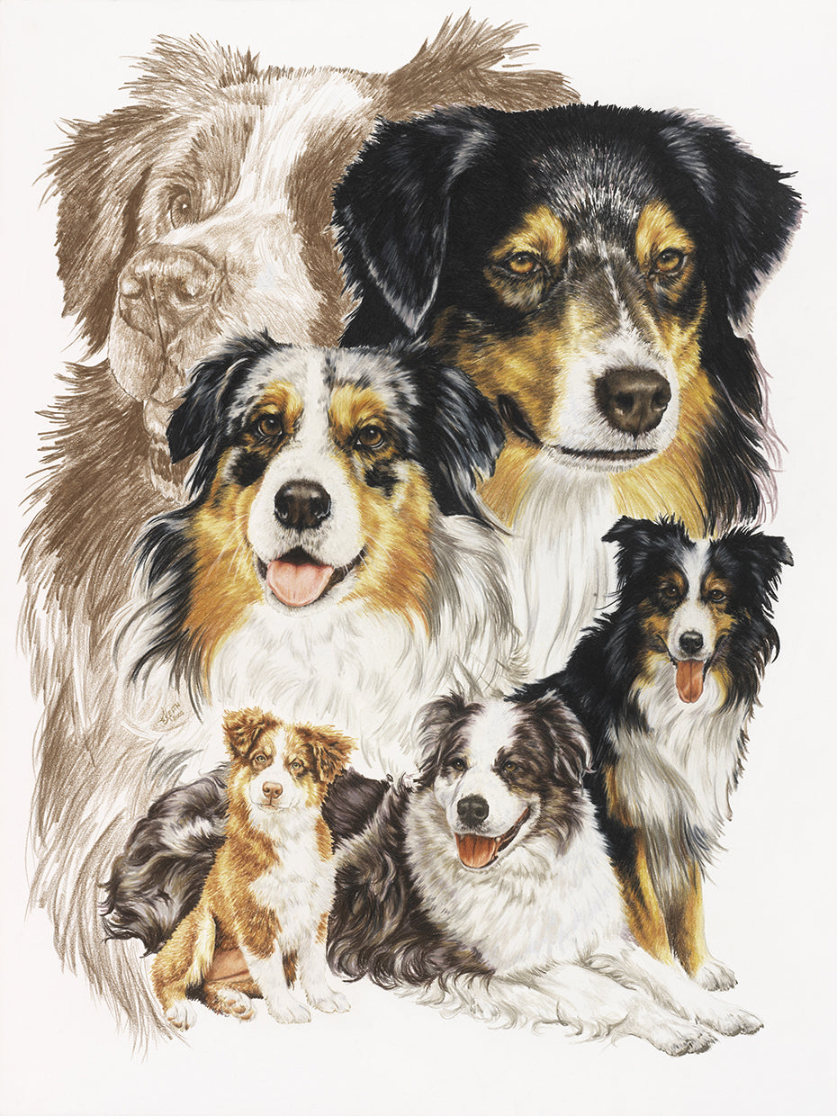 Australian Shepherds