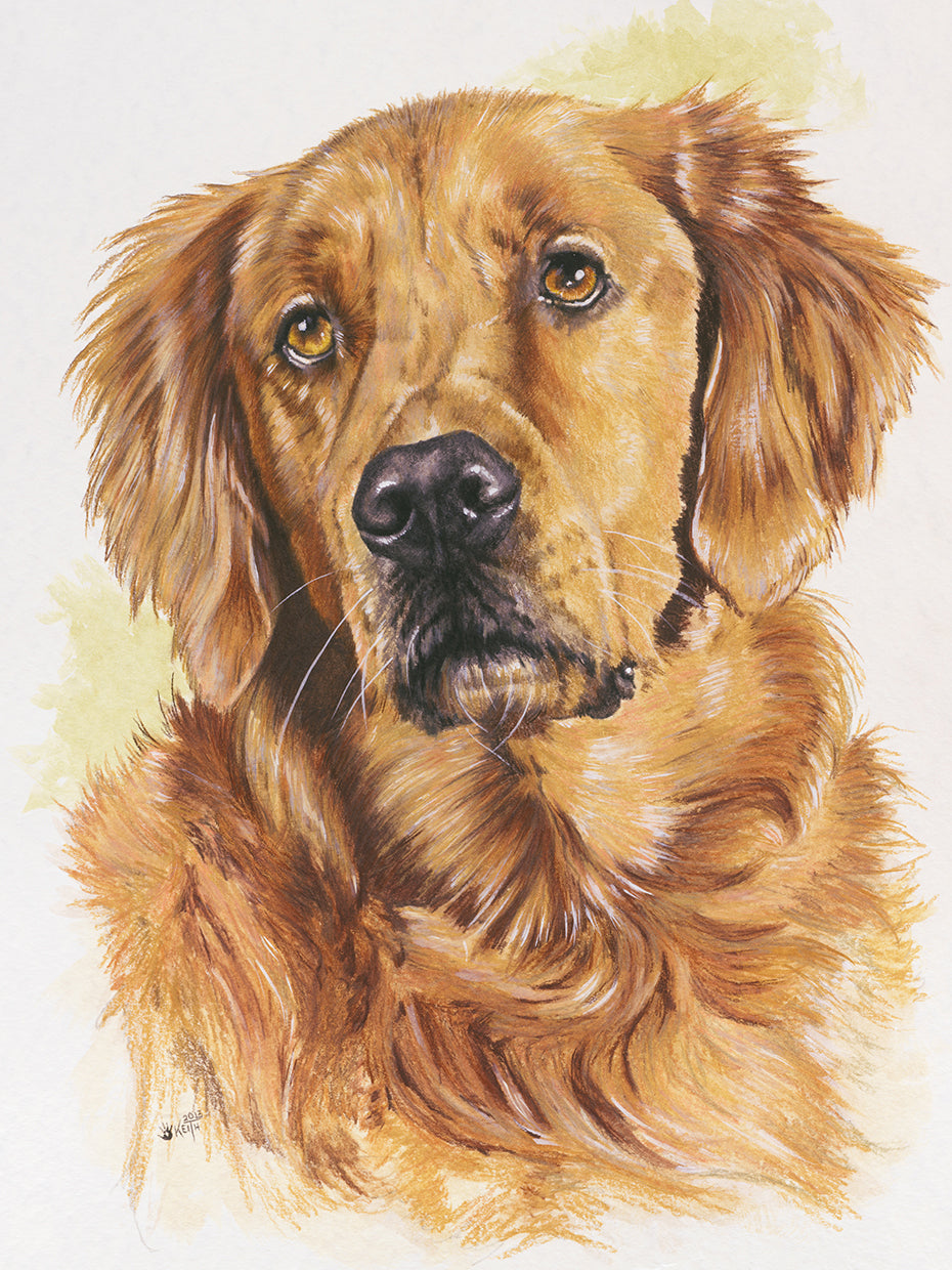 Golden Retriever