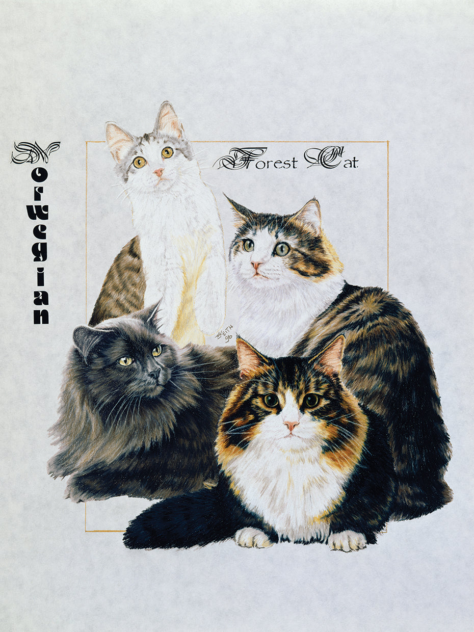 Norwegin Forest Cat