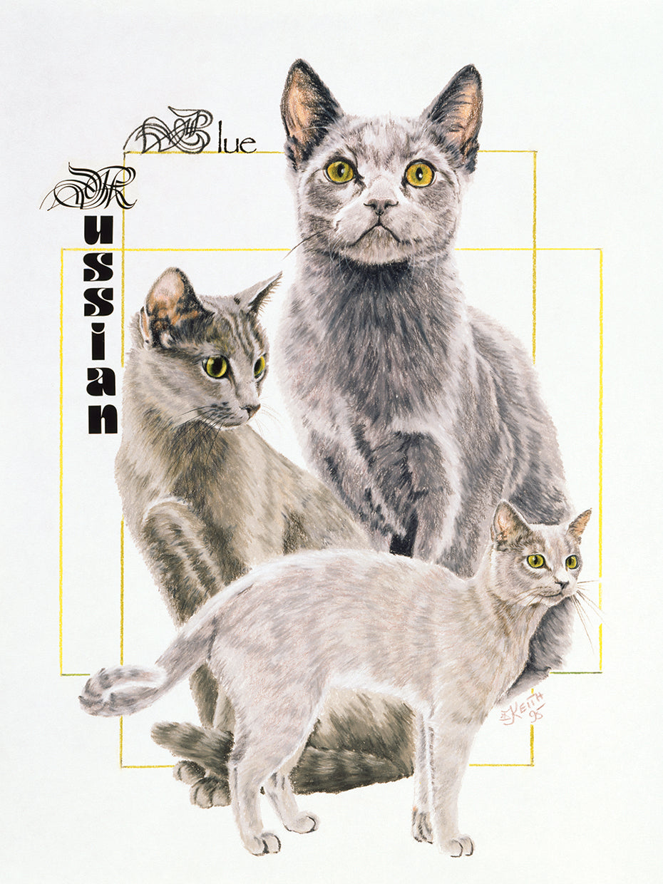 Russian Blue