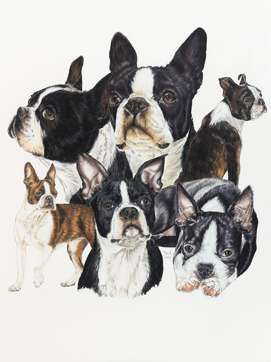 Boston Terrier