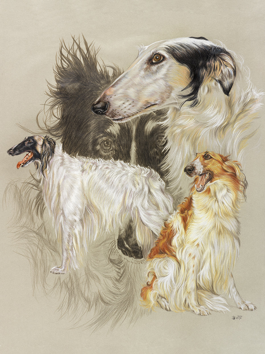 Borzoi