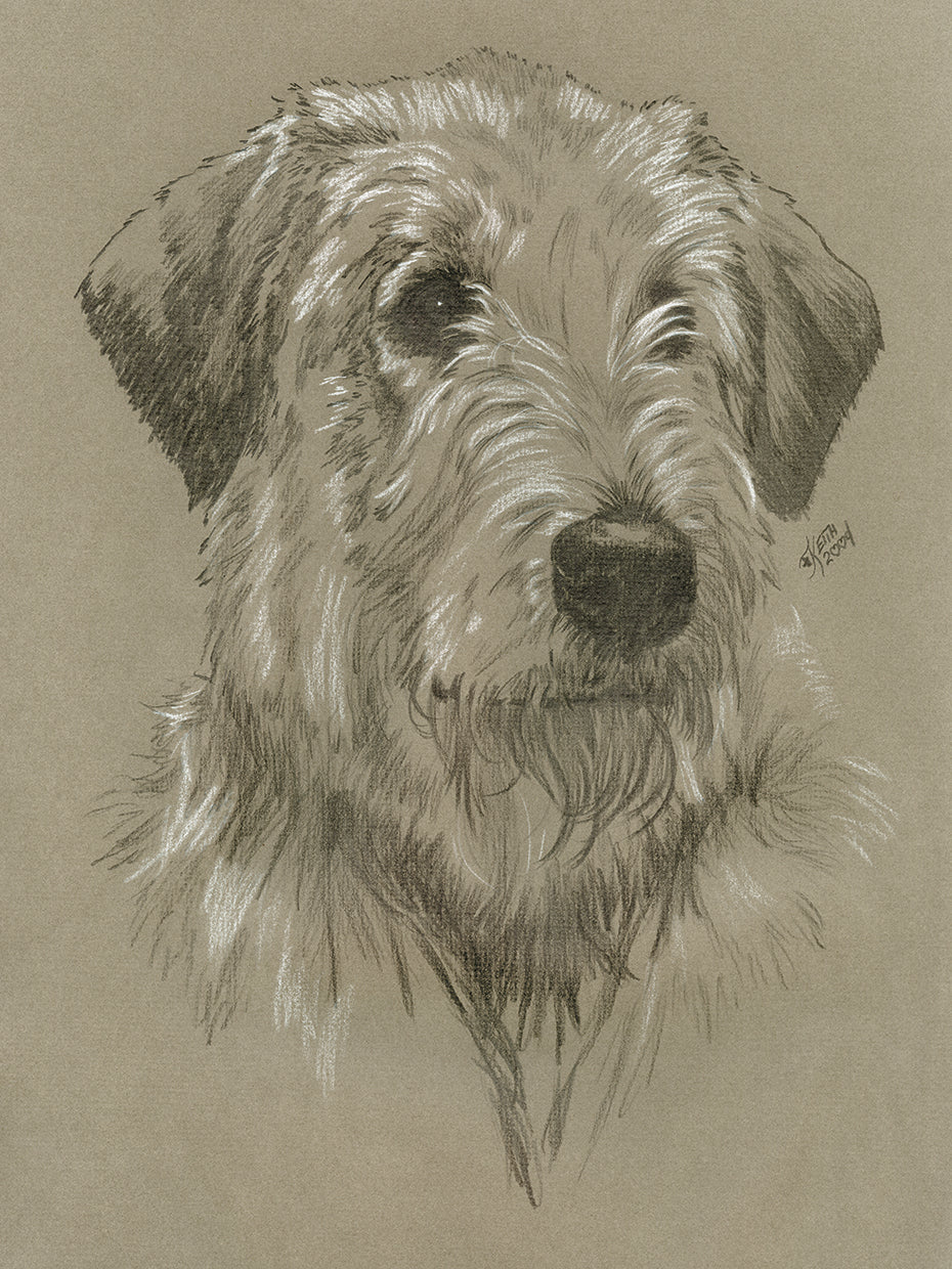 Irish Wolfhound