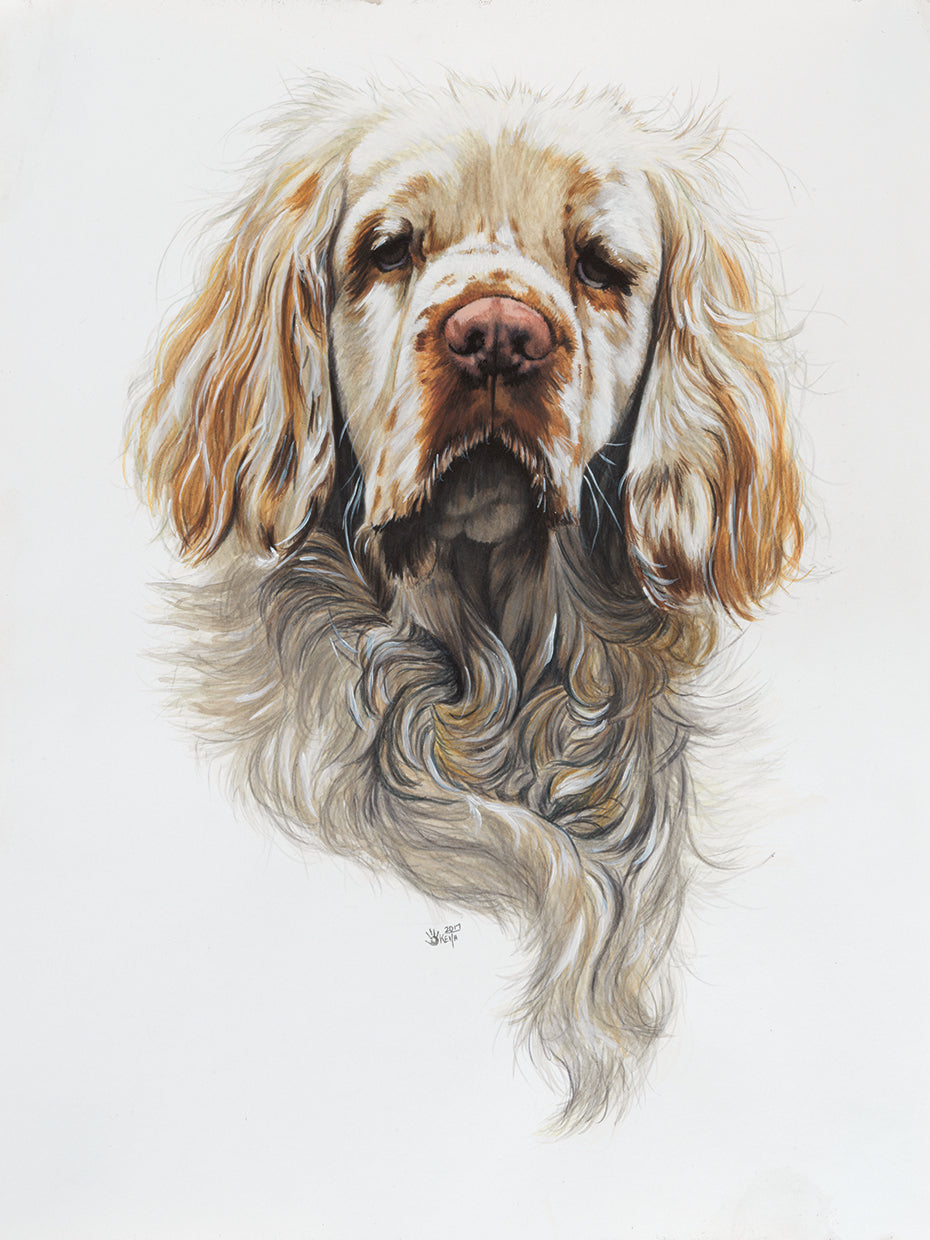 Clumber Spaniel
