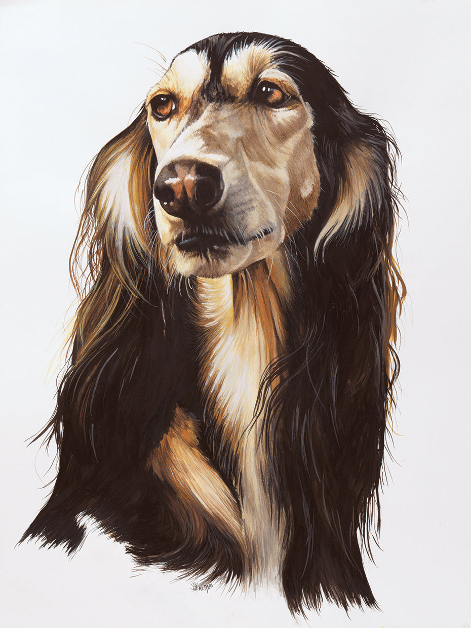 Saluki