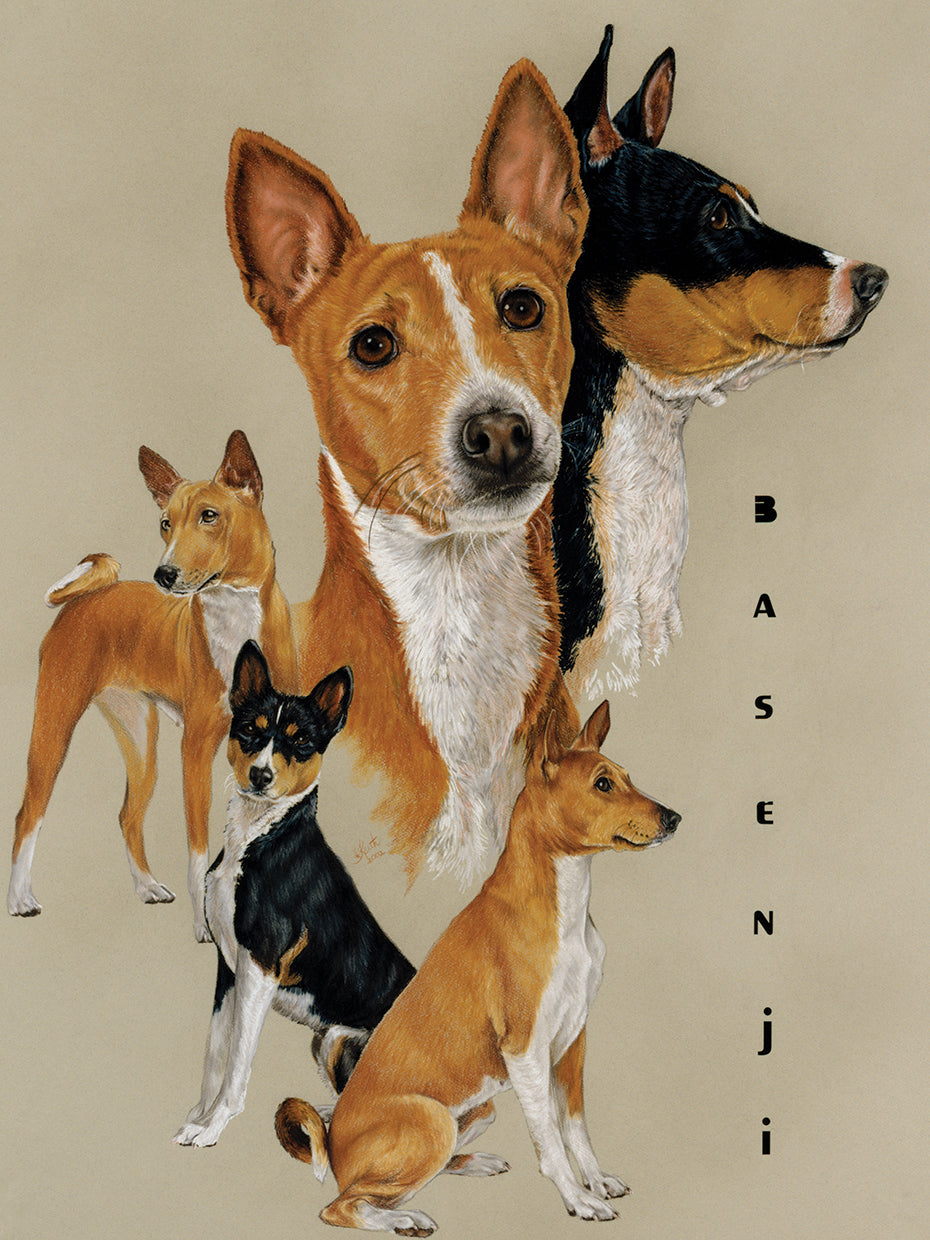 Basenji