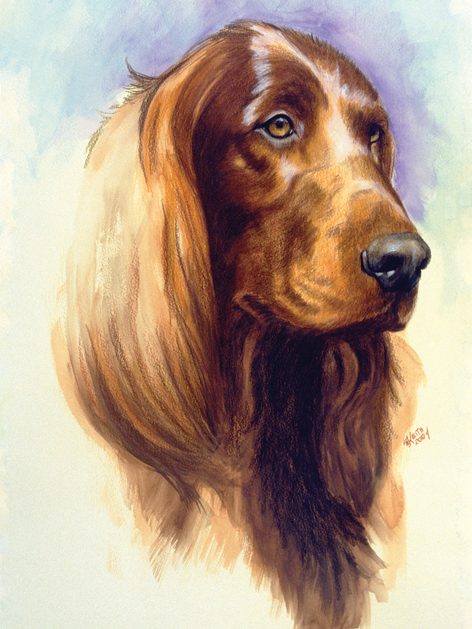 Irish Setter