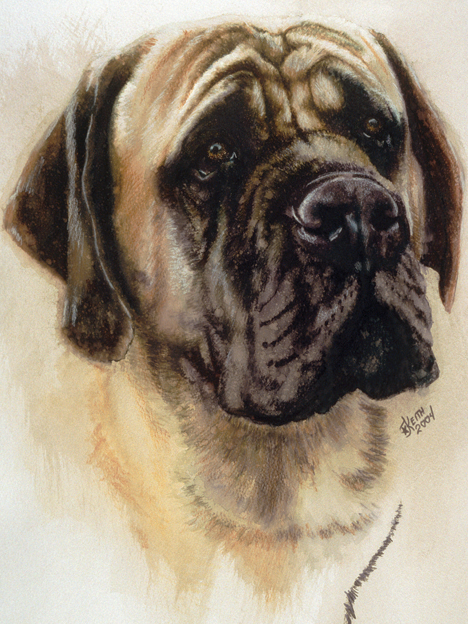 Mastiff