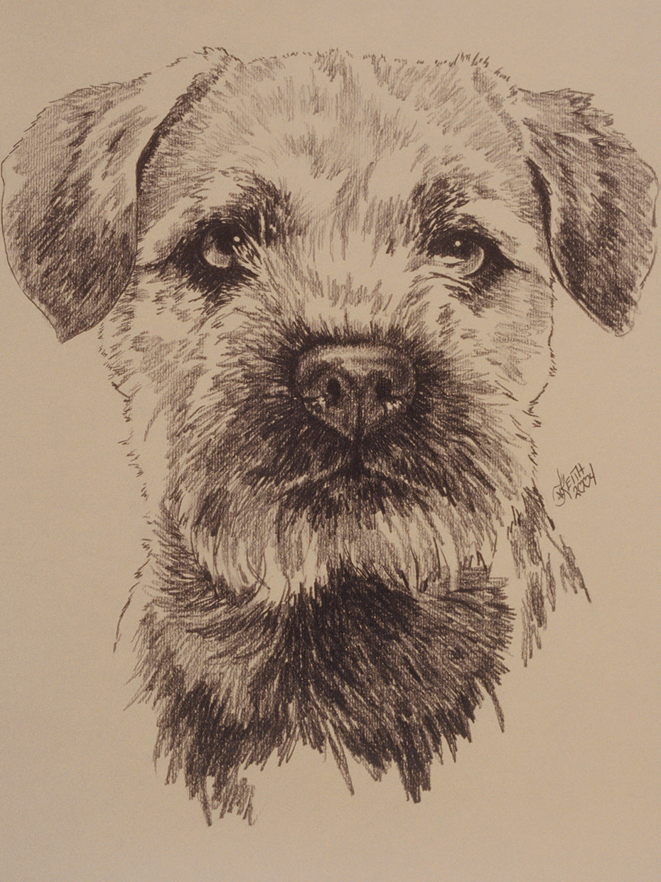Border Terrier