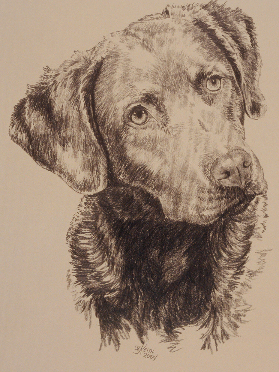 Chessapeake Bay Retriever