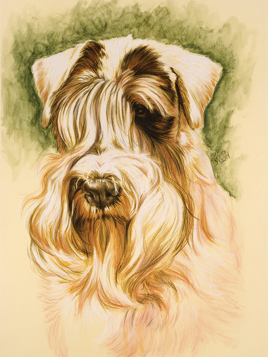 Sealyham Terrier