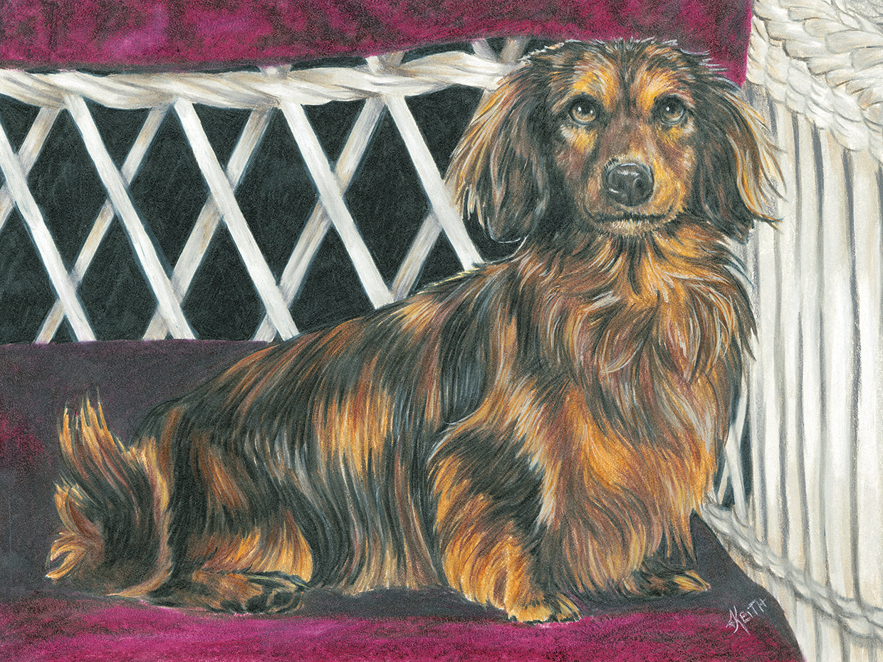 Dachsund In Wicker Chair