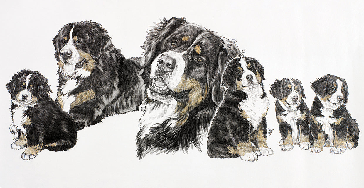 Bernese Mountain Dog