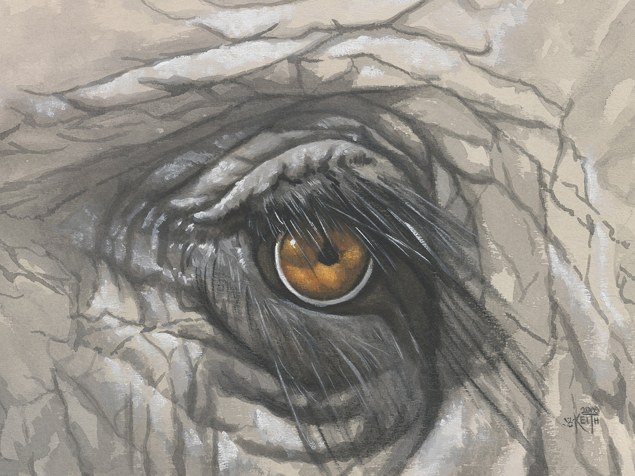 Eye-Catching Elephant