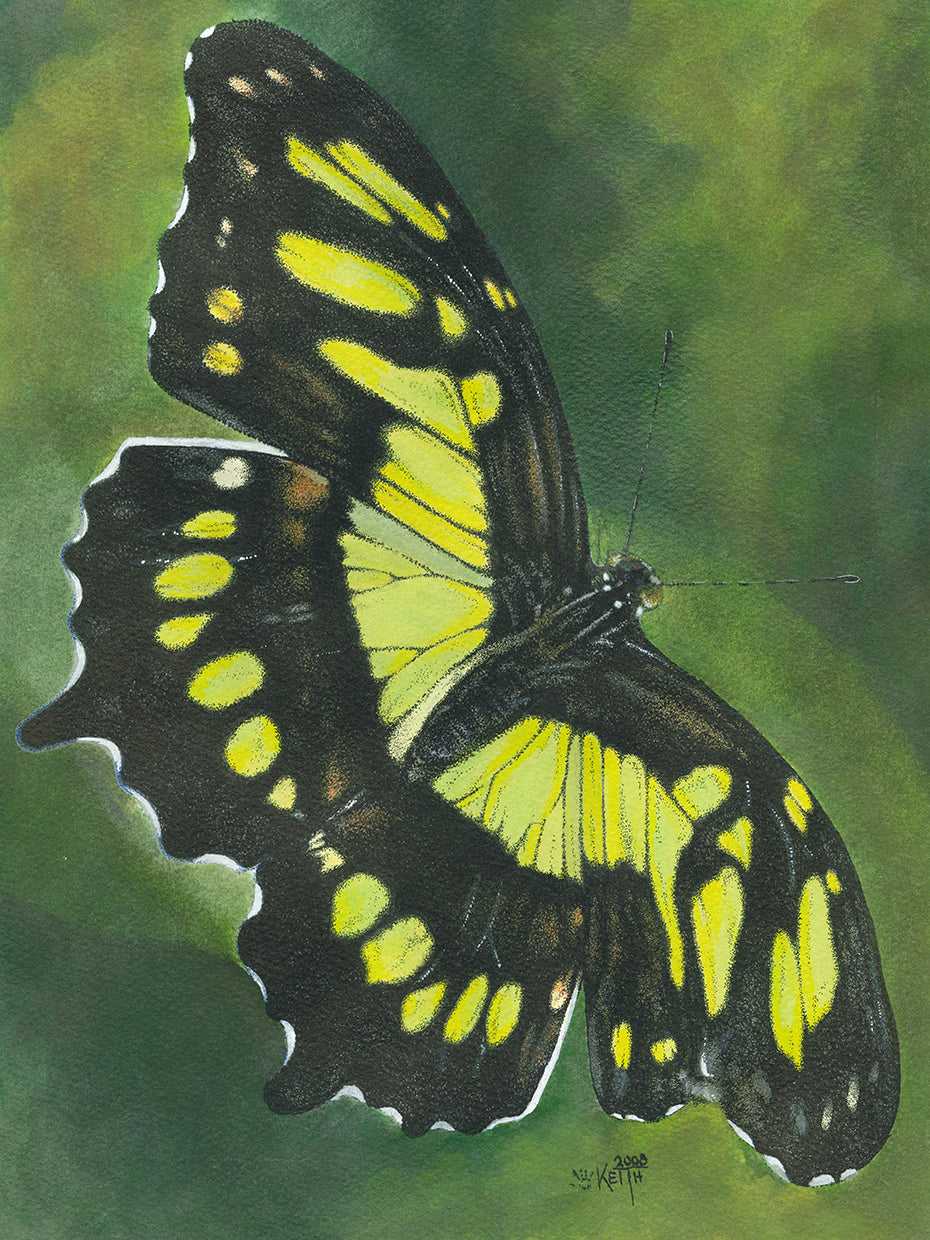 Malachite Butterfly